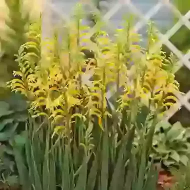 Floribunda var. Duckitii